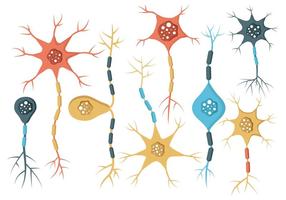 Vecteur de neurone libre