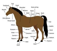 graphique d'informations vectorielles de la partie cheval bai vecteur