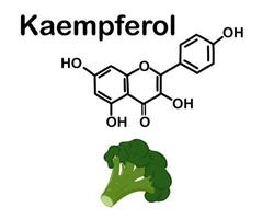 tête fraîche de brocoli et de kaempférol est un flavonol naturel, un type de flavonoïde. structure chimique du kaempférol. vecteur