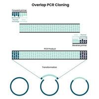 chevauchement de la réaction en chaîne par polymérase pcr clonage graphique vectoriel