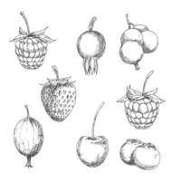 croquis de fruits frais de baies dans le style de gravure vecteur