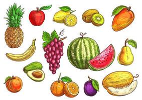 croquis dessiné à la main de fruits tropicaux et exotiques. vecteur