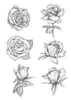 icônes de boutons de rose. emblèmes de croquis de fleurs vecteur