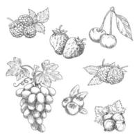 fruits de jardin frais savoureux avec des croquis de feuilles vecteur