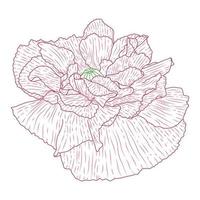 fleurs de pavot de californie dessinées et croquis avec dessin au trait sur fond blanc. vecteur