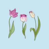 trois tulipes féminines vecteur