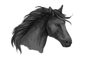 croquis de cheval d'équitation noir d'étalon arabe vecteur