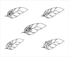 collection d'illustrations de plumes florales sans couture vecteur