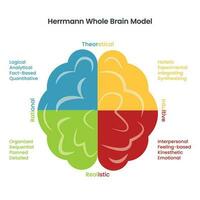 vecteur d'infographie du modèle de cerveau entier de herrmann