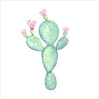 cactus en fleurs aquarelle, isolé vecteur