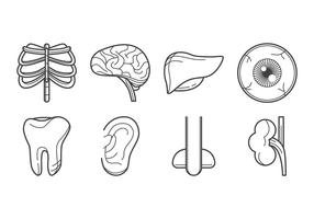 Vecteur icône d'organe humain libre