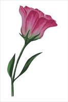 fleur d'eustoma, illustration vectorielle de lisianthus.ai vecteur