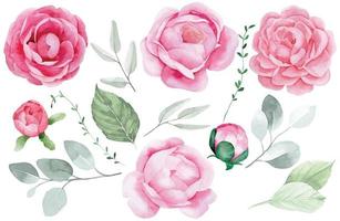 dessin à l'aquarelle, ensemble de fleurs de pivoine, roses et feuilles d'eucalyptus. fleurs roses sur fond blanc. dessin délicat. vecteur