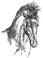 illustration de dessin à la main de cheval arabe en vecteur
