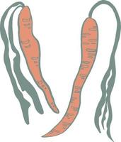 carotte, vecteur, isolé, illustration, croquis vecteur