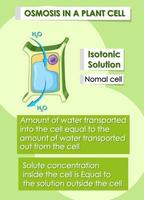 osmose dans la cellule végétale vecteur
