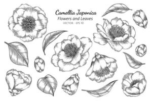 camélia japonica fleur et feuille dessin au trait vecteur