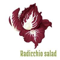 salade de radicchio. icône de plante potagère vecteur