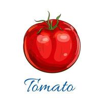 tomate rouge mûre fraîche avec icône de croquis de feuilles vecteur