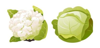 chou blanc et chou-fleur isolés sur fond blanc. aliments biologiques sains, légumes verts frais en style cartoon. vecteur