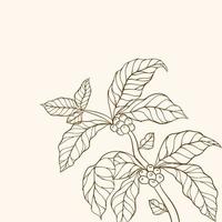 grains de café et feuilles. branche de café dessinée à la main. vecteur de caféier. branche de caféier avec feuille. branche avec des feuilles. caféier. illustration vectorielle de branche de café. branche d'une plante.