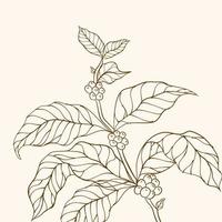 caféier. branche de café dessinée à la main. vecteur de caféier. branche avec des feuilles. illustration vectorielle de branche de café. branche d'une plante. branche de caféier avec feuille. grains de café et feuilles.