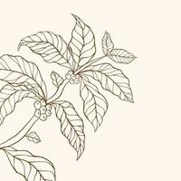 vecteur de caféier. illustration vectorielle de branche de café. branche de caféier avec feuille. branche de café dessinée à la main. grains de café et feuilles. illustration d'arbre. caféier. branche avec des feuilles.