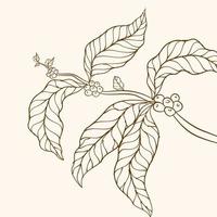 vecteur de caféier. branche avec des feuilles. illustration vectorielle de branche de café. branche de caféier avec feuille. branche de café dessinée à la main. caféier. grains de café et feuilles. illustration d'arbre.