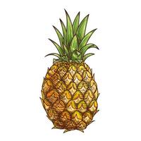 ananas exotci fruits tropicaux croquis isolés vecteur