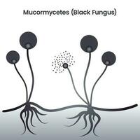 mucormycètes champignon noir souche de levure pathogène illustration vectorielle vecteur
