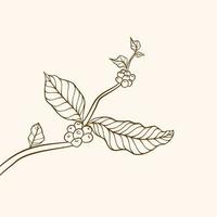 branche de caféier avec feuille. branche de café dessinée à la main. grains de café et feuilles. illustration d'arbre. caféier. vecteur de caféier. illustration vectorielle de branche de café. branche avec des feuilles.