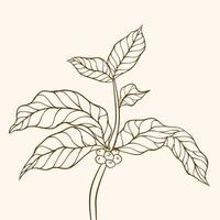 branche de caféier avec feuille. branche de café dessinée à la main. grains de café et feuilles. illustration d'arbre. caféier. vecteur de caféier. illustration vectorielle de branche de café. branche avec des feuilles.