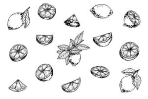 vecteur citron clipart. ensemble d'agrumes dessinés à la main. illustration de fruits. pour l'impression, le web, le design, la décoration