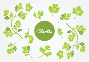 Ensemble de feuilles de Cilantro vecteur