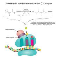 schéma d'illustration vectorielle complexe n-terminal acétyltransférase nat vecteur