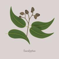 eucalyptus de plantes médicinales, graines, feuilles sur une branche. vecteur
