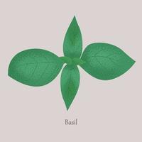le basilic est une plante herbacée aux feuilles vertes. vecteur