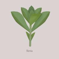 édulcorant végétal stevia sur fond gris. vecteur