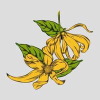 fleur d'ylang ylang illustration vectorielle dessinés à la main vecteur