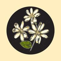 fleur de jasmin sur bordure ronde noire. illustration vectorielle dessinés à la main vecteur