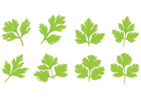 Ensemble de vecteur de feuille de cilantro