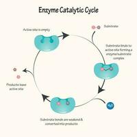 diagramme du cycle catalytique enzymatique vecteur