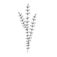 dessin au trait botanique feuilles florales, plante. branche de croquis dessinés à la main isolé sur fond blanc. illustration vectorielle vecteur