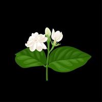 illustration vectorielle de fleur de jasmin, isolée sur fond sombre. vecteur