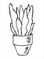 jolie plante d'intérieur dessinée à la main dans un clipart de pot. illustration de la plante. griffonnage à la maison confortable vecteur