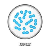 le microbiome humain de lactococcus dans une boîte de Pétri. image vectorielle. bifidobactéries, lactobacilles. bactéries lactiques. illustration dans un style plat. vecteur