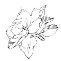 croquis de vecteur de fleur de magnolia peinte à la main noire