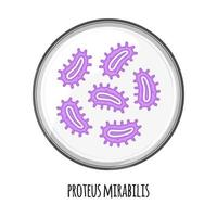 le microbiome humain de proteus mirabilis dans une boîte de Pétri. image vectorielle. bifidobactéries, lactobacilles. bactéries lactiques. illustration dans un style plat. vecteur