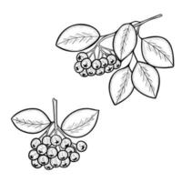 croquis de mon aronia vecteur