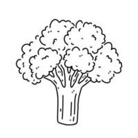 chou brocoli isolé sur fond blanc. aliments sains biologiques. illustration vectorielle dessinée à la main dans un style doodle. parfait pour les cartes, logo, décorations, recettes, divers designs. vecteur